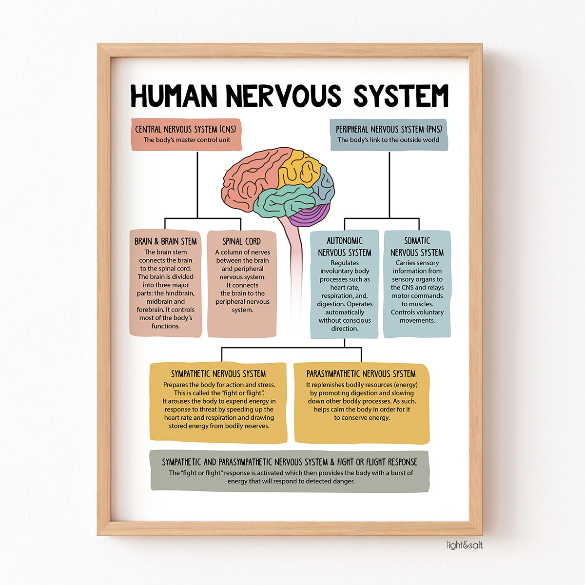 The Human Nervous System poster