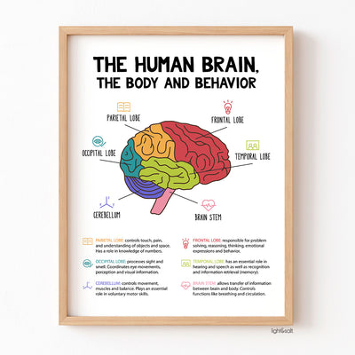 The Human Brain, the body and behavior poster