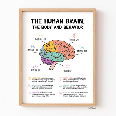The Human Brain, the body and behavior poster